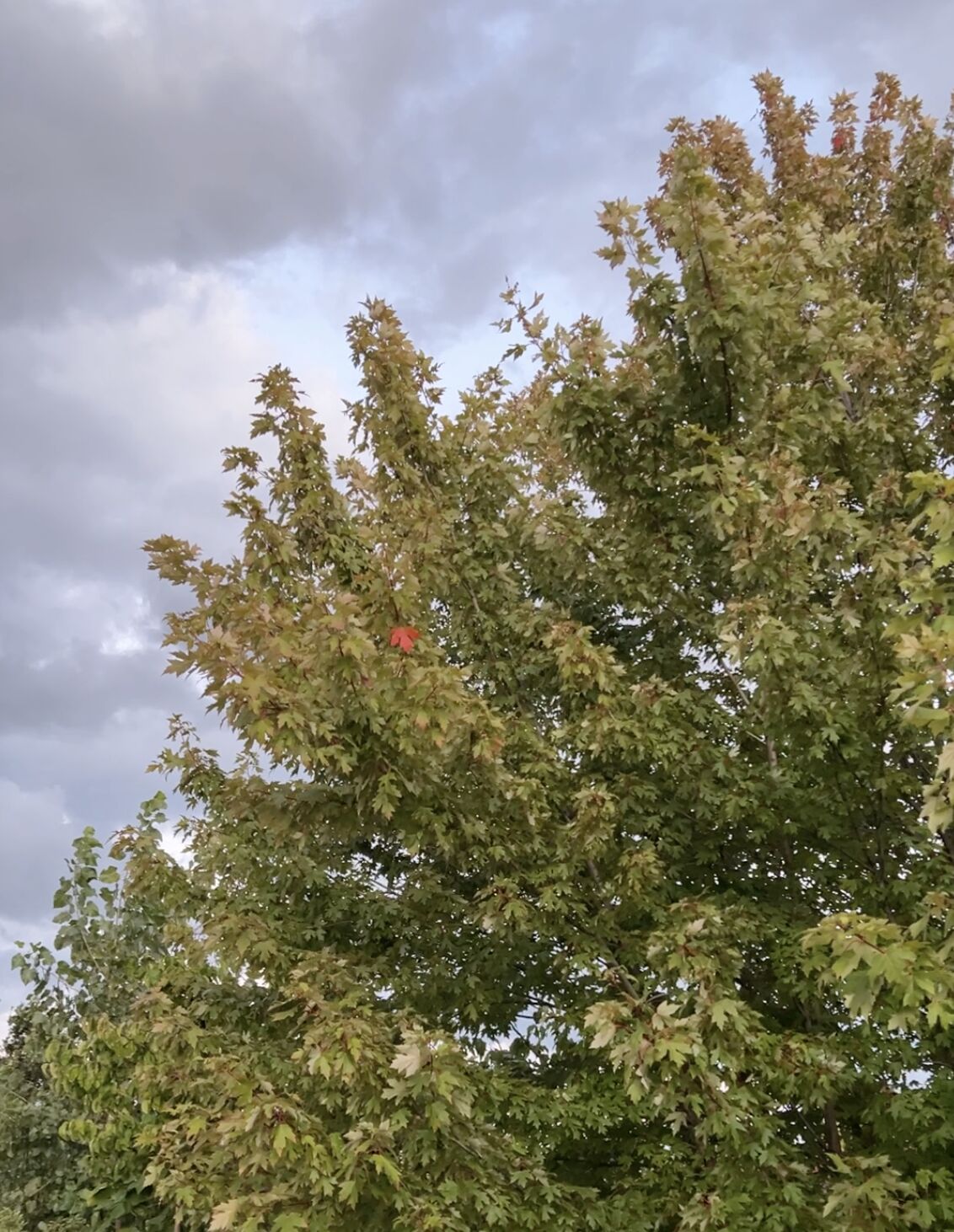 A single red leaf on a tree with green leaves